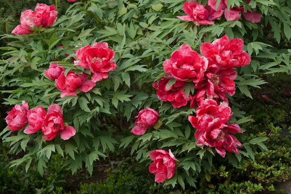 Les tapis déco pour un intérieur chic